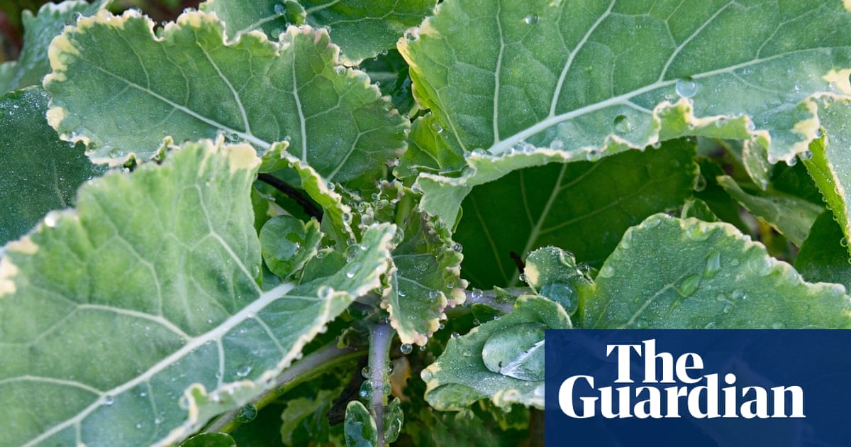 ask alys your gardening questions