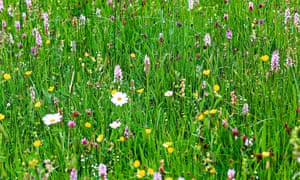 Alys Fowler: flowering lawns | Life and style | The Guardian