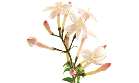 Ask Alys How Do I Prune My Jasmine Gardening Advice The Guardian