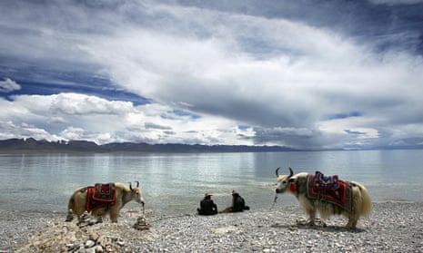 Tibetans and yaks, Tibet plateau