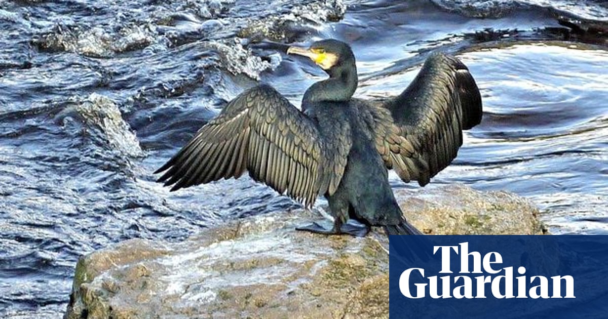 Sinbads Bird Crossword - prntbl.concejomunicipaldechinu.gov.co