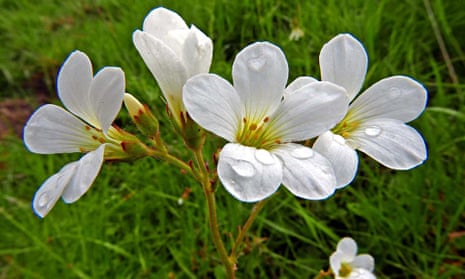 Meadow saxifrage flowers