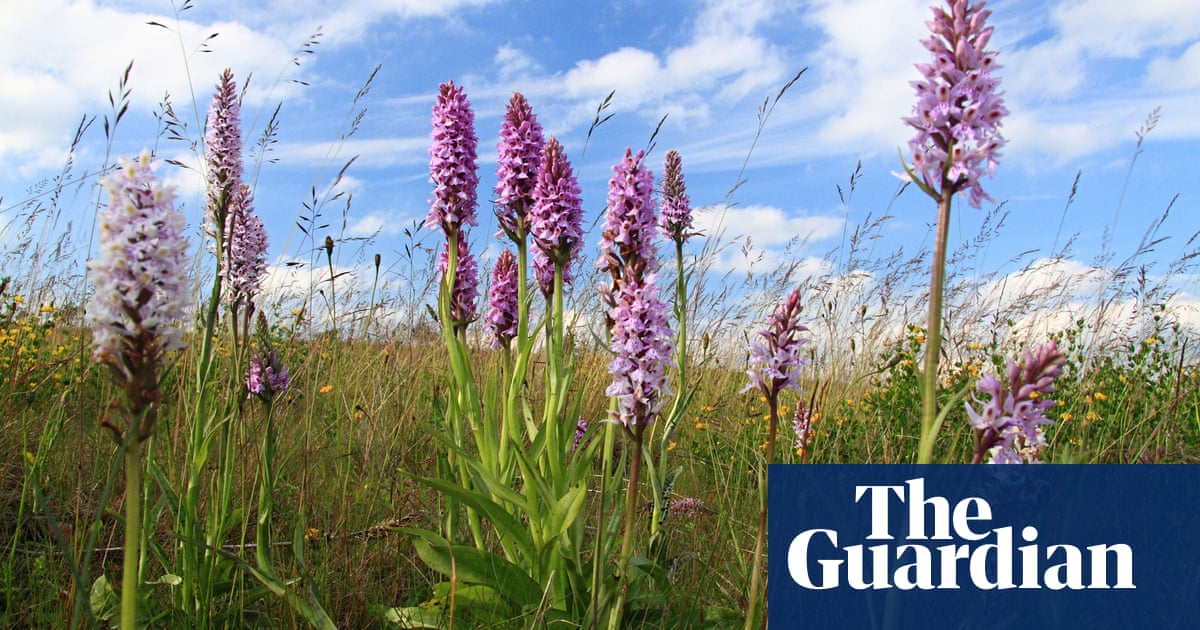 Late Early Purple Orchid Joins The Colony Environment The Guardian