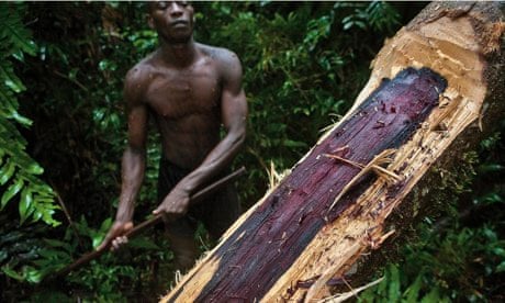 The Malagasy rosewood is more than ever threatened!