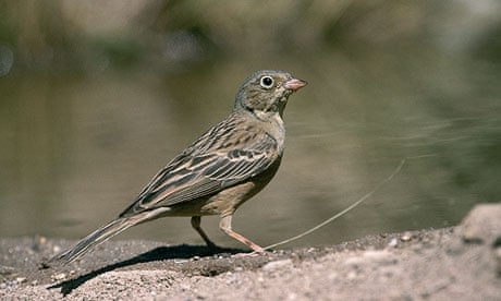An ortolan bunting. Diners traditionally eat them with a napkin on their heads to enjoy the smell
 