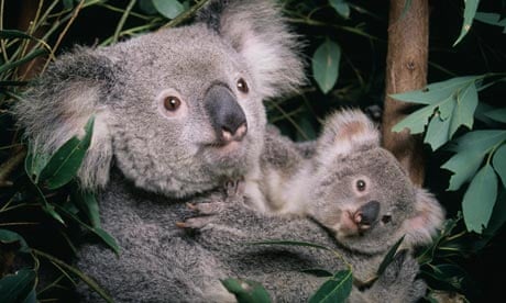 Climate change compounds rising threats to koala, Endangered species
