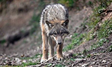 france wolf conservation