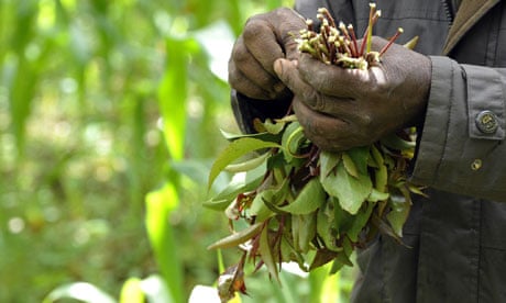 khat tobacco France catches up with khat users | Drugs khat tobacco France catches up with khat users | Drugs