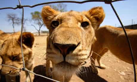 captive lion south africa 