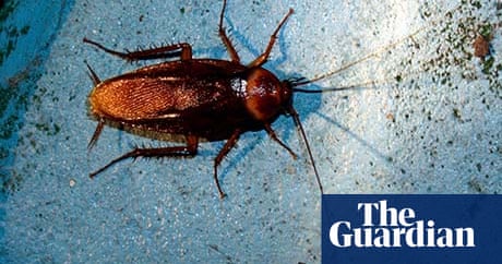 Pests that bug us have their own ecological importance | Insects | The  Guardian