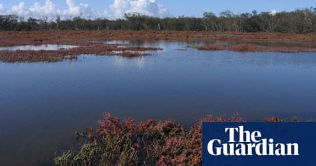 Letter from Australia: local buzz | World news | The Guardian