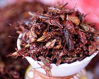 mexico insects food