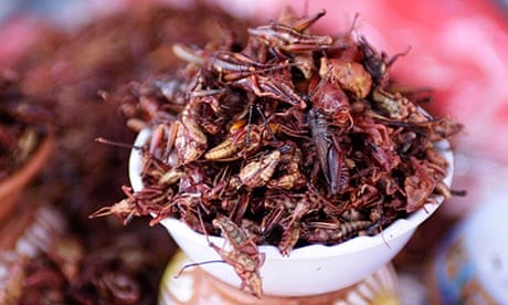 mexico insects food
