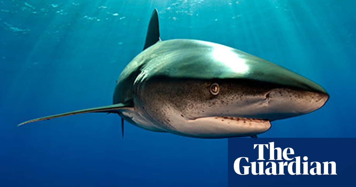 Once Bitten Twice Shy Our Exaggerated Fear Of Shark Attacks Animal Behaviour The Guardian Once Bitten Twice Shy Our Exaggerated Fear Of Shark Attacks Animal Behaviour The Guardian