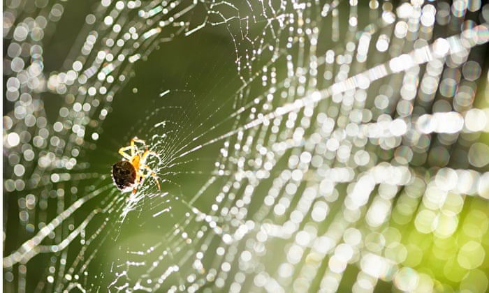 A Brief History of Harvesting Spider Silk