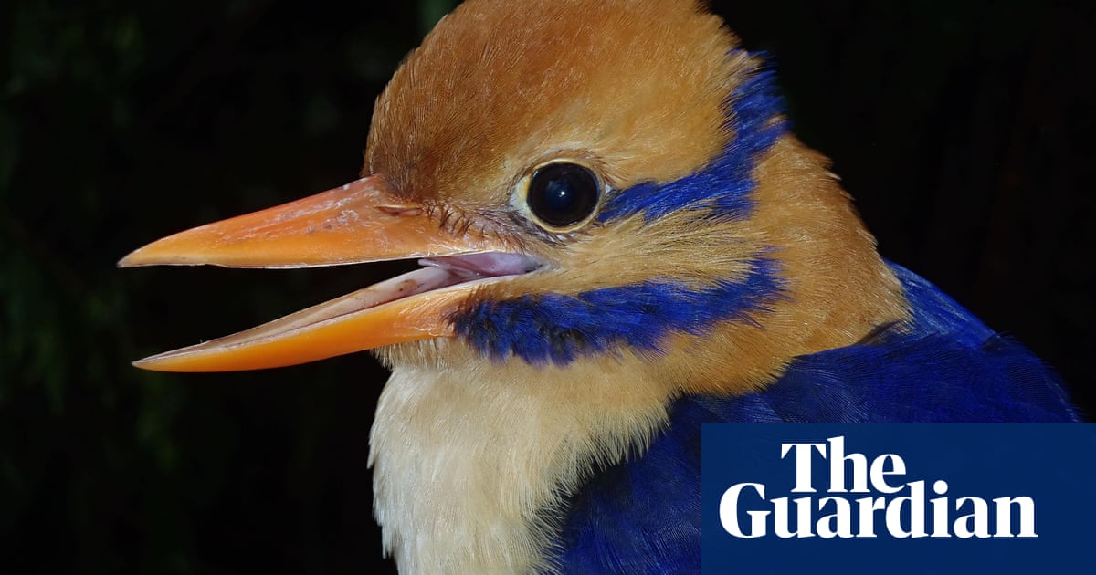 Scientist under attack after he kills bird that took decades to find |  Biology | The Guardian