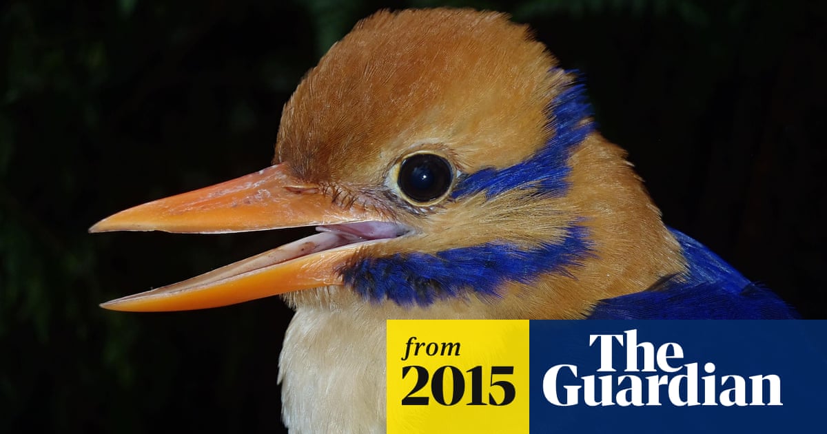 What is the Most Rarest Bird in the World: Discover the Ultimate Rarity