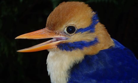 moustached kingfisher