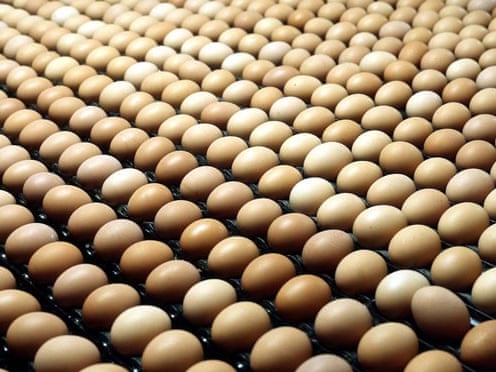 Workers Who Collected Freedom Food Chickens Were Trafficked And Beaten Law The Guardian