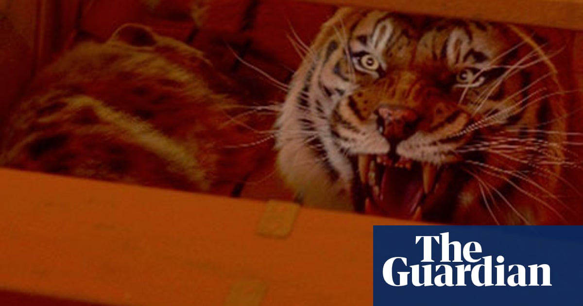 picture Life Of Pi Cast Richard Parker life of pi i felt like i was going