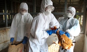 Scientists call for curbs on own research on deadly bird flu virus