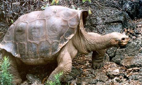 Giant tortoise Lonesome George dies