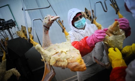 Bulgarian workers preparing ducks near Plovdiv