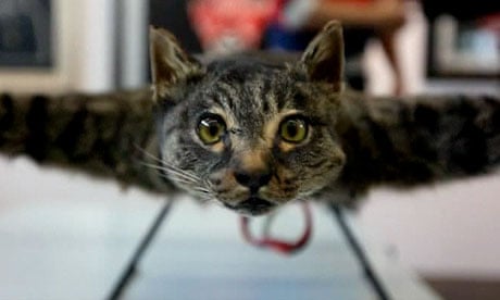 Catcopter: Dutch artist turns his dead cat into a helicopter