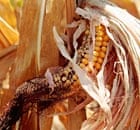Indiana, drought, corn