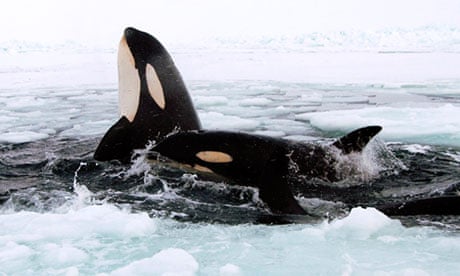 Video footage of killer whales trapped in sea ice of Hudson Bay