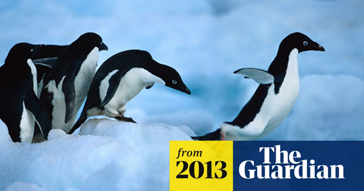 Penguins are lethally efficient hunting machines, video reveals | Animal  behaviour | The Guardian