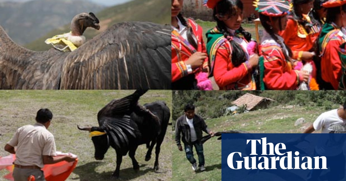 Fight Of The Condor Peru Bull Fiestas Threaten Future Of Rare Andean Bird World News The Guardian