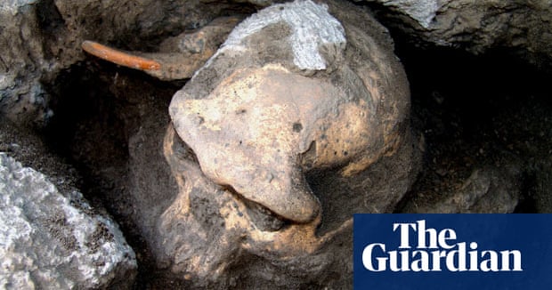Skull of Homo erectus throws story of human evolution into disarray