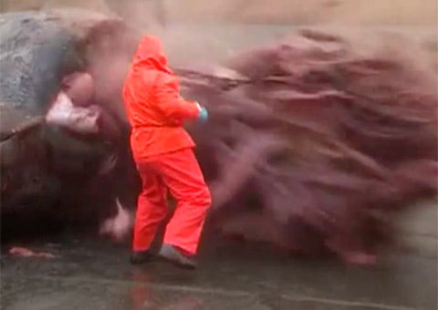 Sperm Whale Explodes A Brief History Of Exploding Whales The