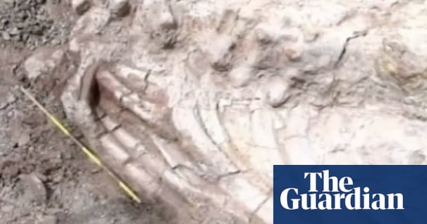 Plesiosaur dinosaur fossil believed to be 130m years old found in Colombia – video report