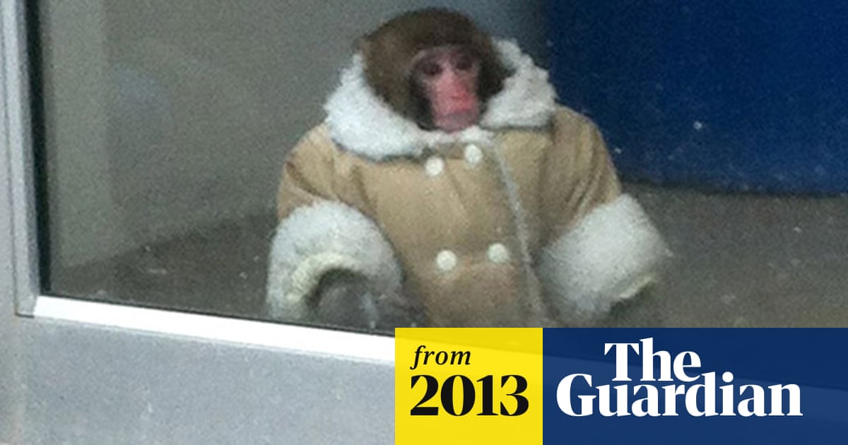 Weihnachtsbaum lustig strickmütze wintermütze mütze lopily 'Ikea monkey' former owner in legal battle to keep pet - video | World