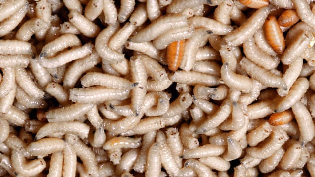 Flesh eating maggots removed from British women's head - video, Society