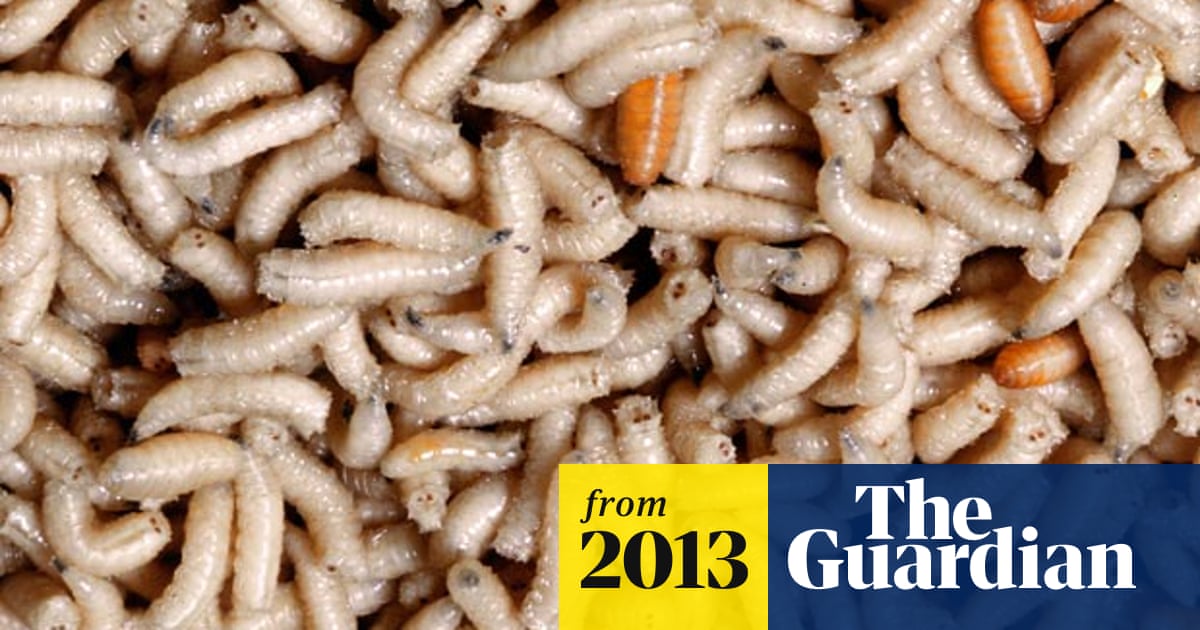 Flesh eating maggots removed from British women's head - video | Society |  The Guardian