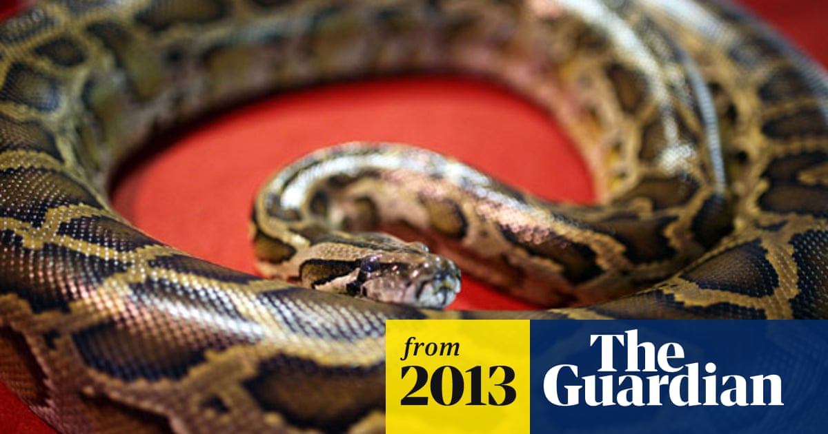 Python That Killed Boys Was House Pet World News The Guardian