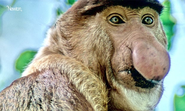 Ugly animals rule, cute is creepy | Dean Burnett | Science | The Guardian