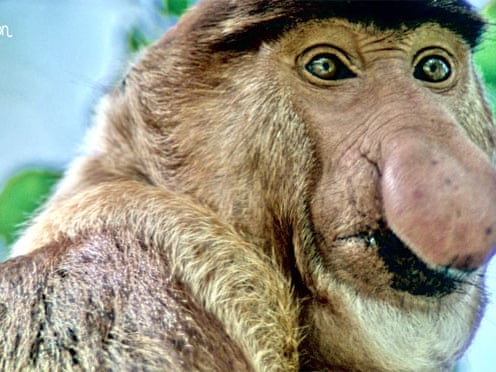 Ugly Animals Rule Cute Is Creepy Dean Burnett Science