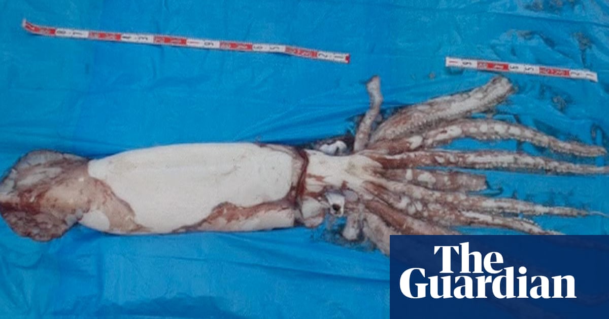 Giant squid caught off Japanese coast video World news Giant squid caught off Japanese coast video World news