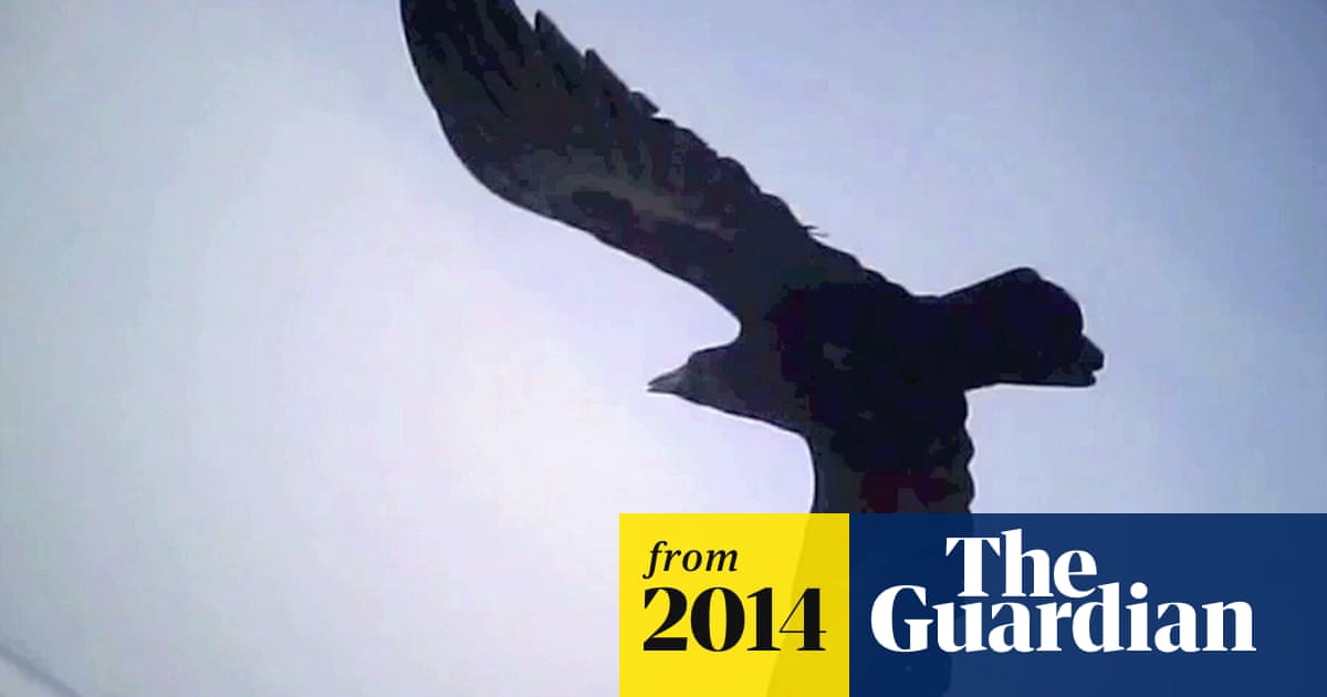 Head-mounted cameras capture falcons' killer strategy – video