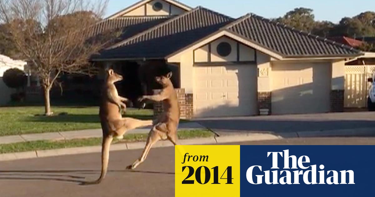 Kangaroos Get Into Boxing Match On Quiet Australian Street Video Australia News The Guardian