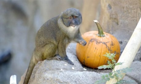 Monkeys enjoy early Halloween treat 