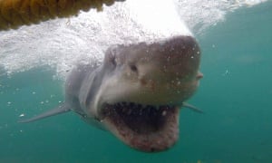 great shark bondi beach sydney caught near pulled nets off guardian