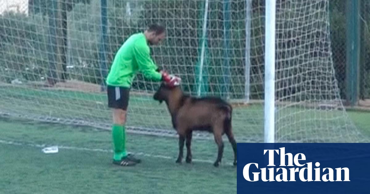 Goat disrupts football match in Crete video Football The Guardian Goat disrupts football match in Crete video Football The Guardian