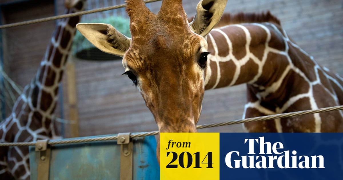 Marius The Giraffe Killed At Copenhagen Zoo Despite Worldwide Protests Animals The Guardian