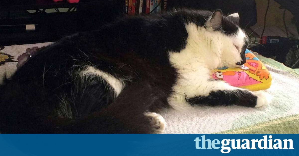 Cat Holds Family Hostage Video Cat Holds Family Hostage Video
