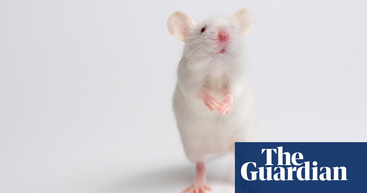 harvard scientists reverse the ageing process in mice now for